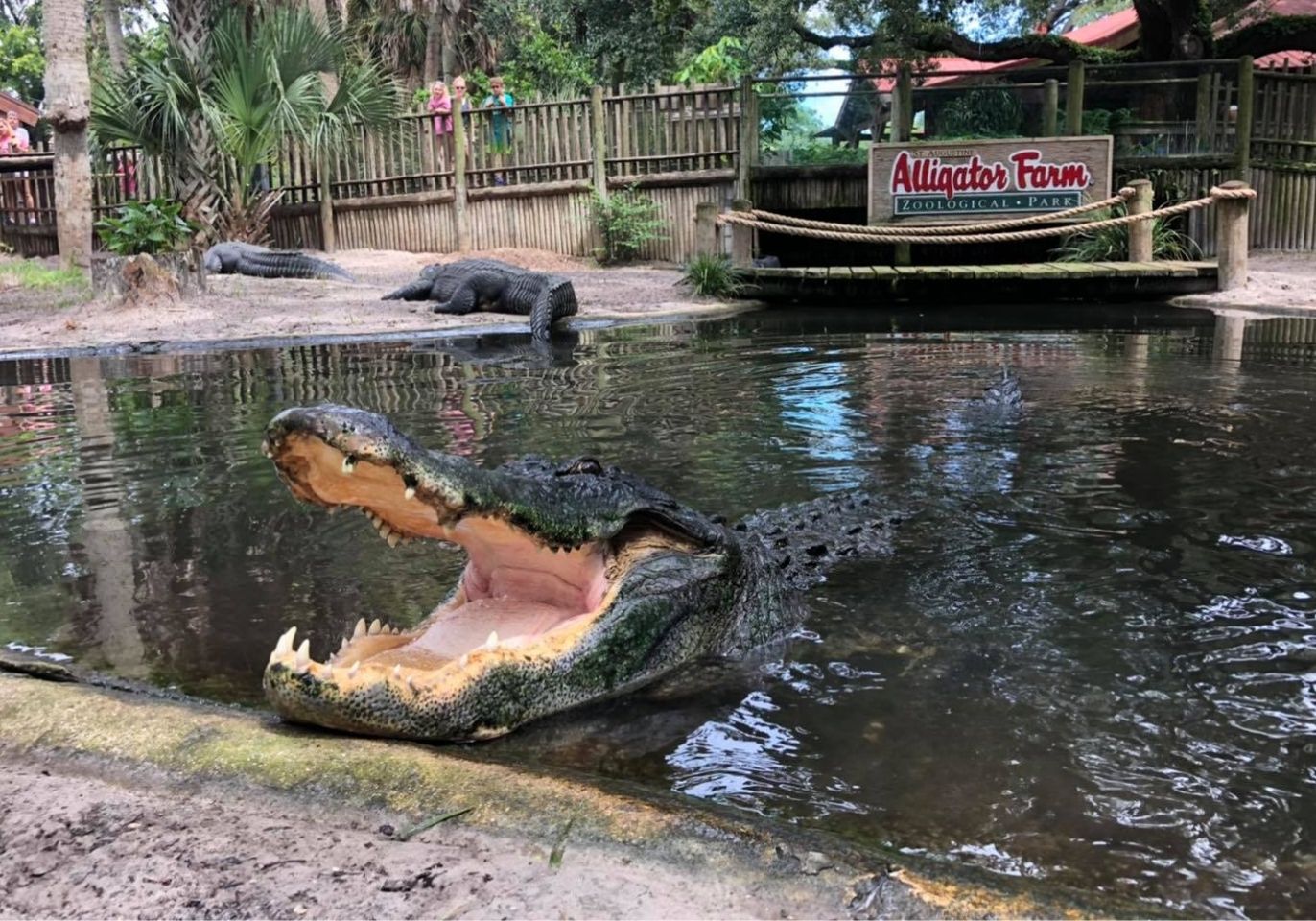 St. Augustine Alligator Farm Zoological Park 